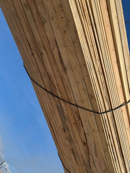 Лес Россия Курган