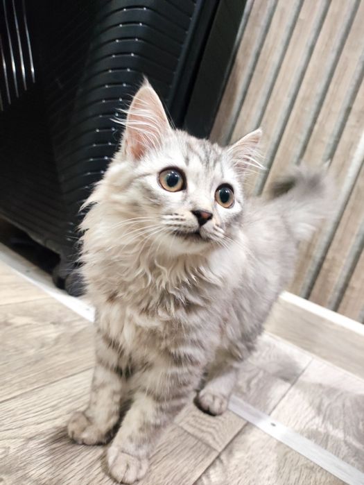 Британца кошку отдам 3.5 месяца