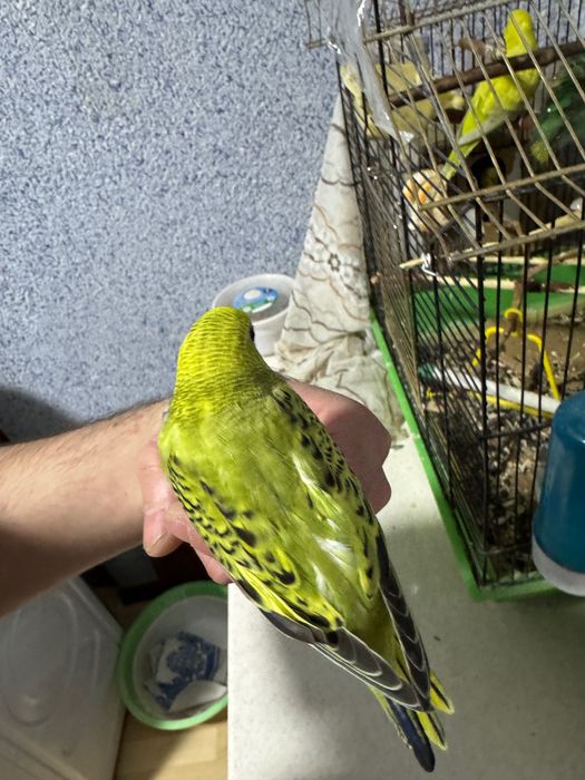 Попугай волнистый