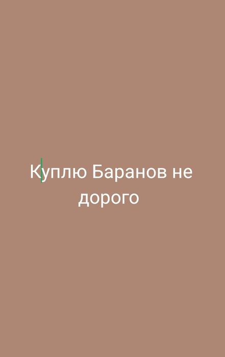бараны Кой токты Ягнята