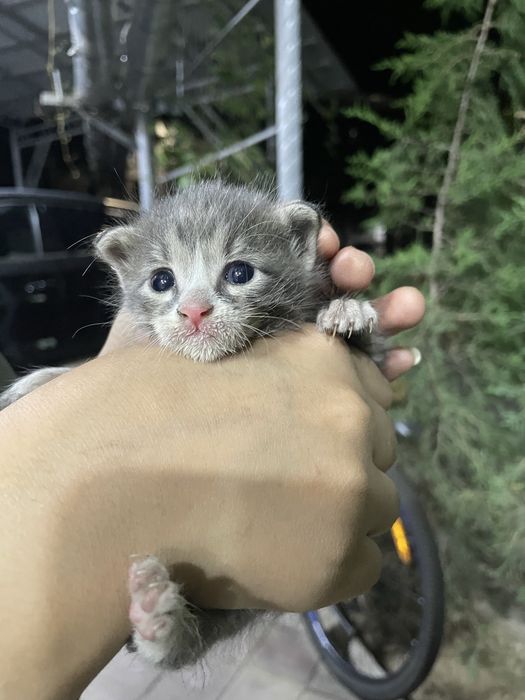 отдам котенка, в добрые руки