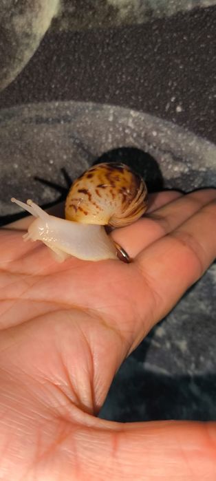 Сухопутные улитки