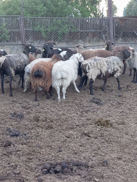 Продам оптом баранов