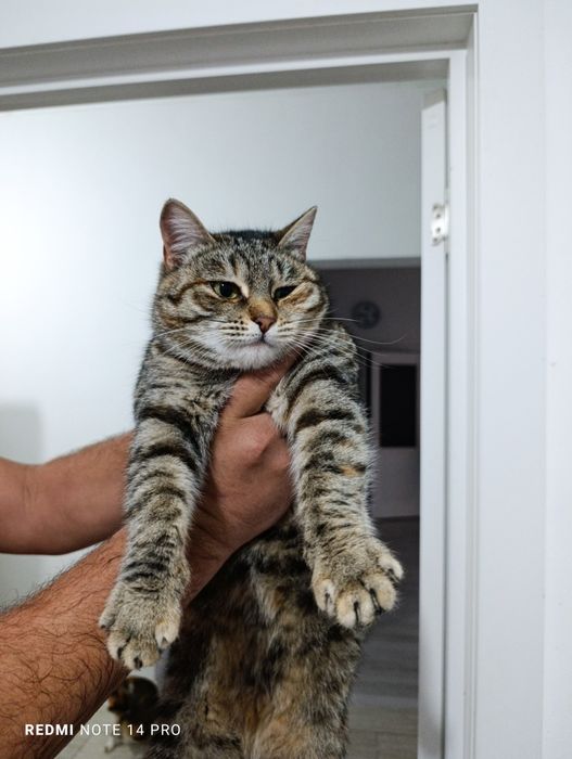 Кошка в добрые руки