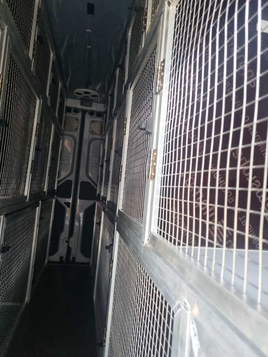 Montam.custi de caini in Dube