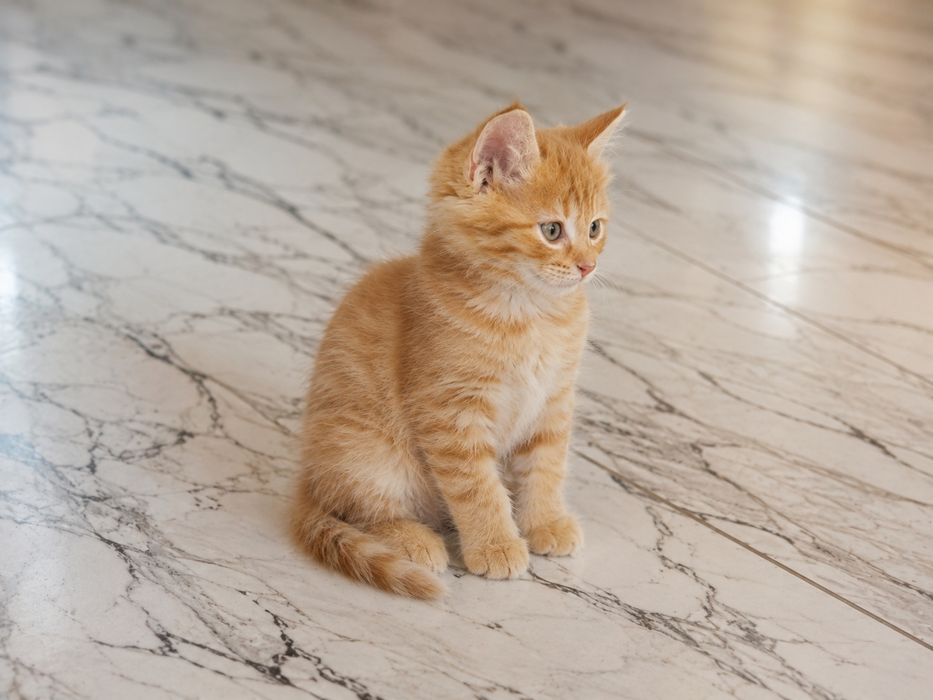 Отдам котята даром