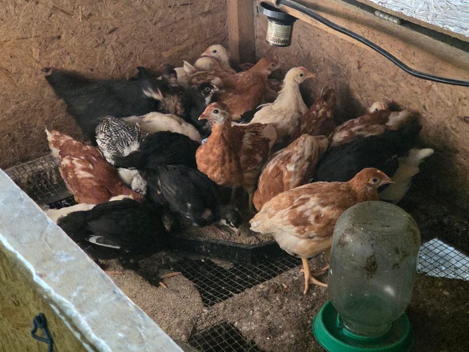 домашние цыплята