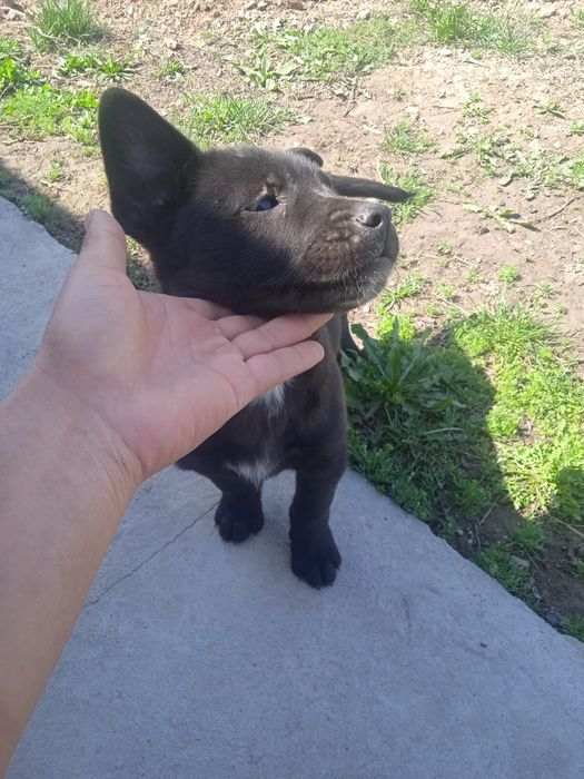 Щенки, малинуа 2,5 месяца