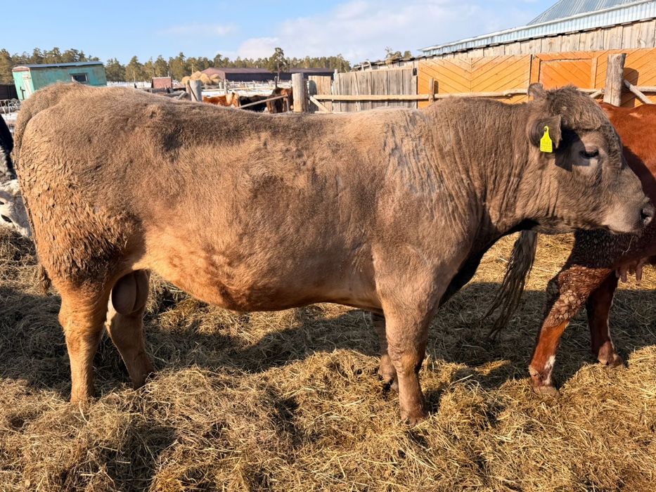 Продам быка ангус с аулеколь