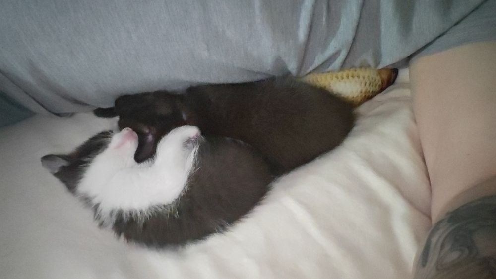 Отдам котят бесплатно две девочки