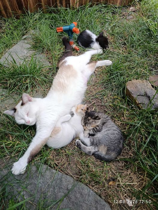 Котята ищут своих людей