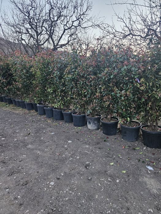 Leylandi gold raider yuca rostrata photinia red rubin