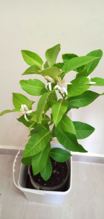 лимони-лимонови дръвчета