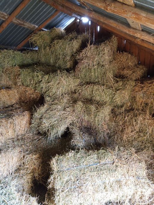 Vând baloți de lucernă