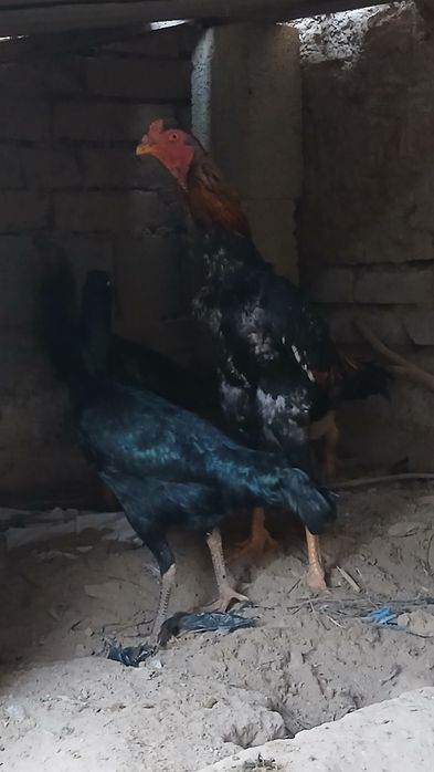 Tovuq xurozlar sotiladi