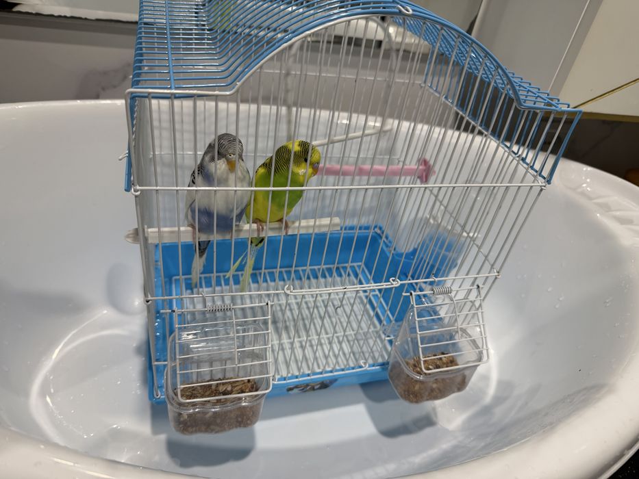 красивые пара папугаи