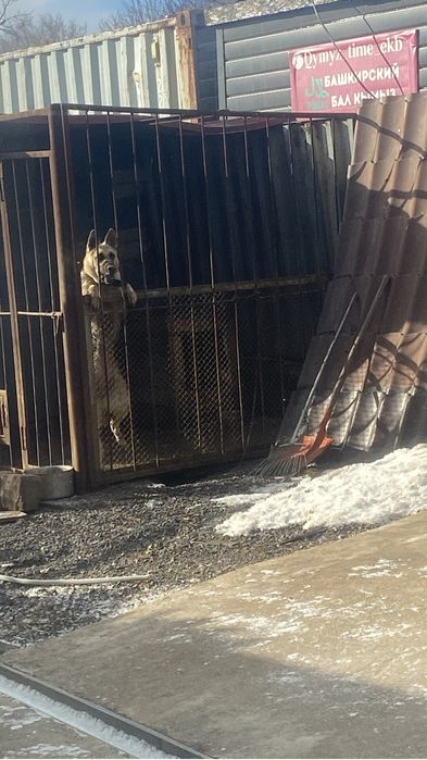 Вео овчарка девочка