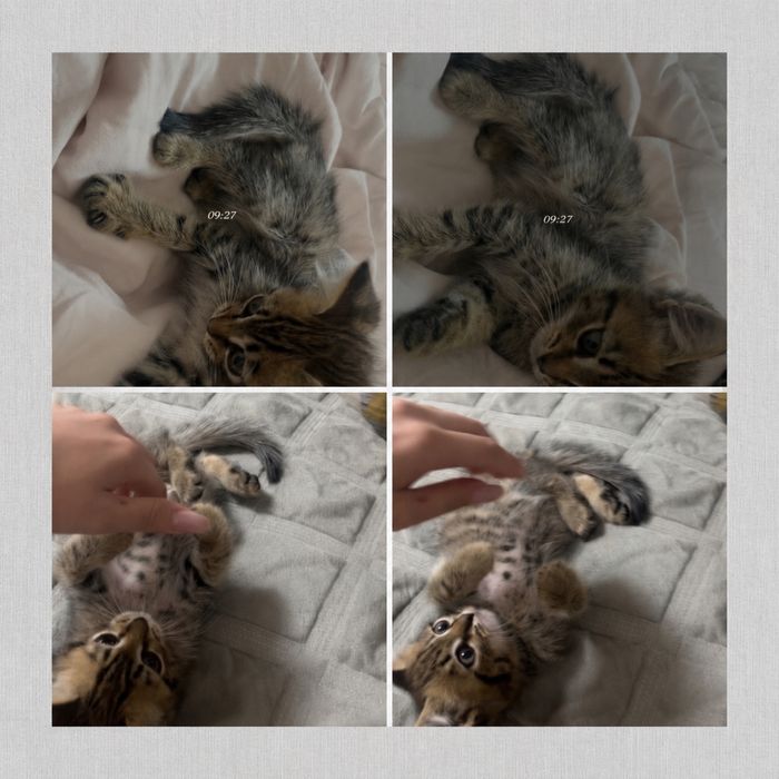 Отдам котенка в добрые руки