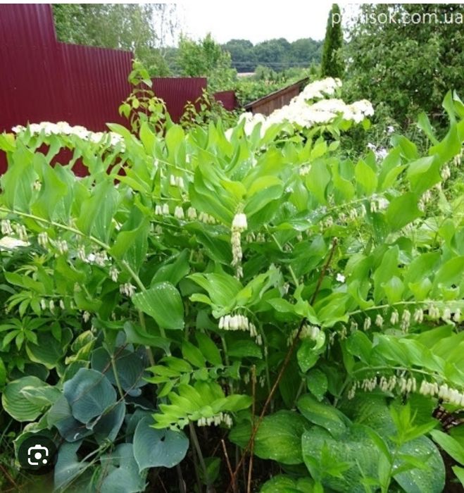 Цветы садовые многолетние