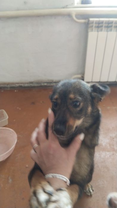 Отдам щенят  в добрые руки