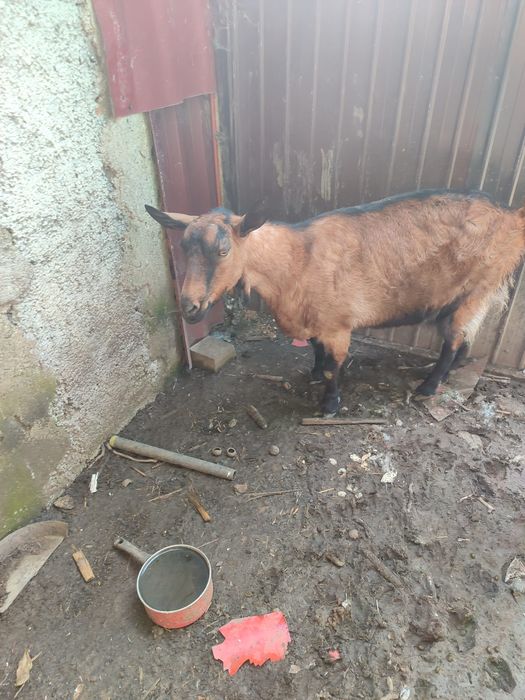 Capra de lapte stearpa