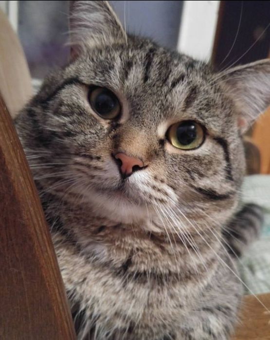 Вязка кота  срочно