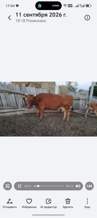 Продам доиную карову
