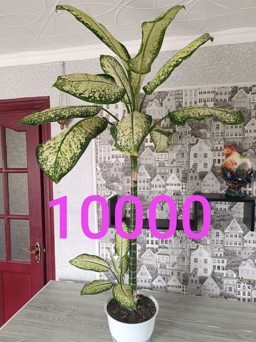 Цветы продамне дорого