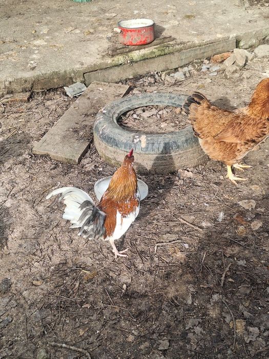 Vând porumbei voiajori și cocoși pitica