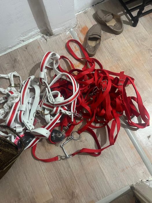 Продается ноқта, жүген на скот.