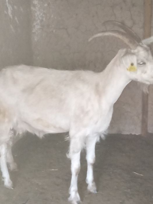 Козье козье ешкі ешкі