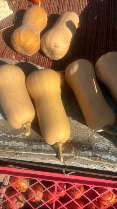 Продам!  Тыкву.  Японка.  Американка
