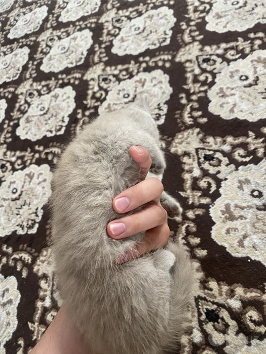 Кошка скотшид страйт