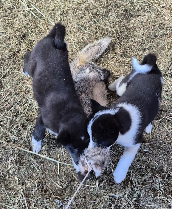 Щенки русско-европейской лайки