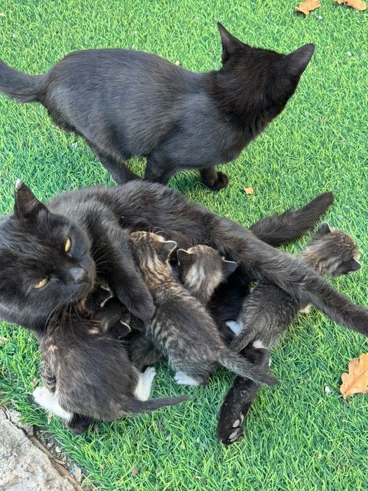 8 котят одна кошка