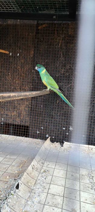 Продавам бернардова розела.