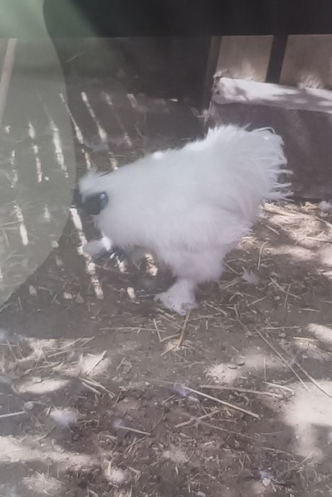 Rate lesesti și mătase japoneza