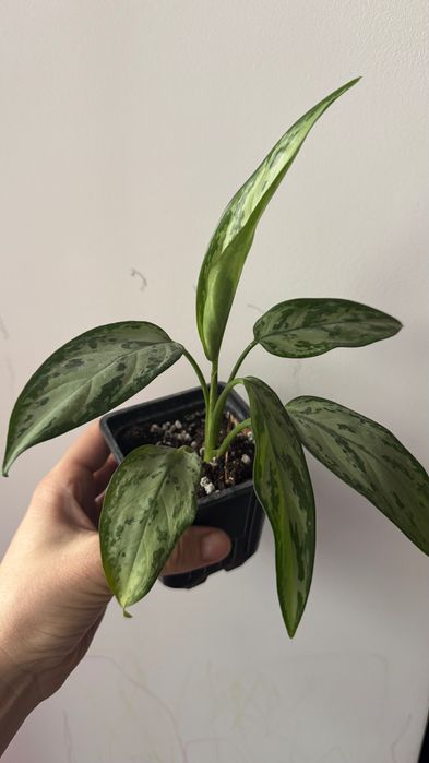 Аглаонема сильвер квин