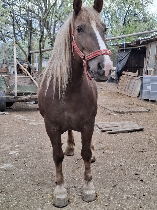 Vând iapă de 8 ani 175 la grebăn