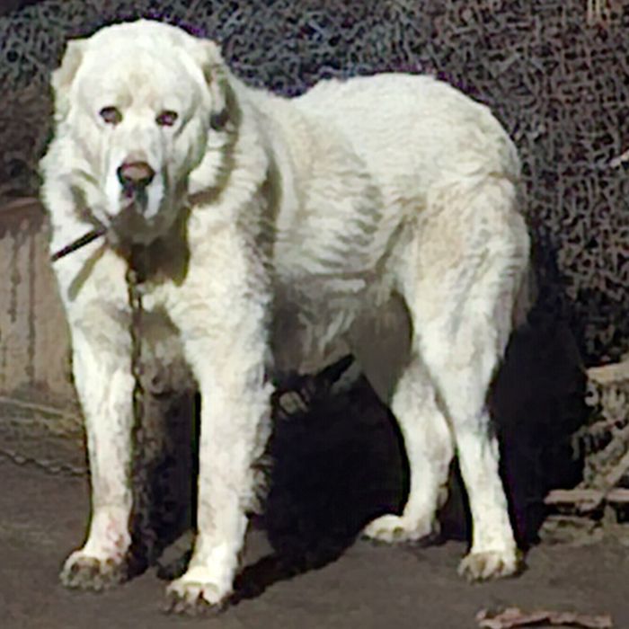 Продам щенков Алабая