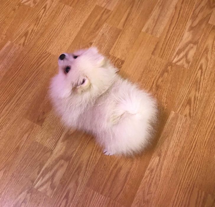 Pomeranian pui-Canisa