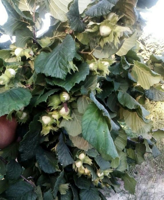 Puieti de alun certificati