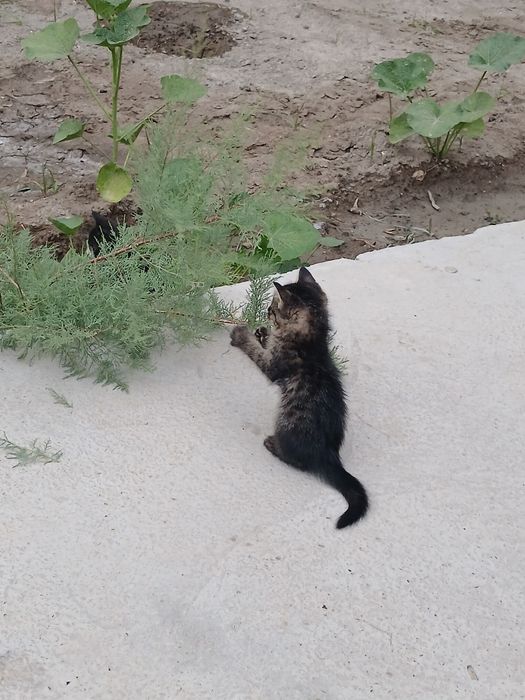 Продаётся котёнок