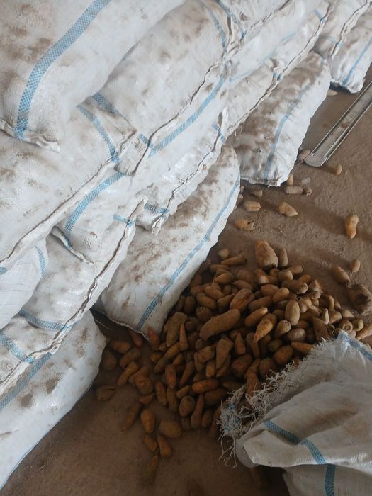 Molga sabzi bor chirimagan