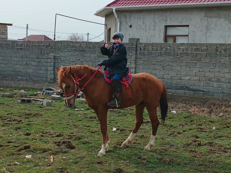 Құнан, жеребец, кунан, жылқы, ат, айғыр