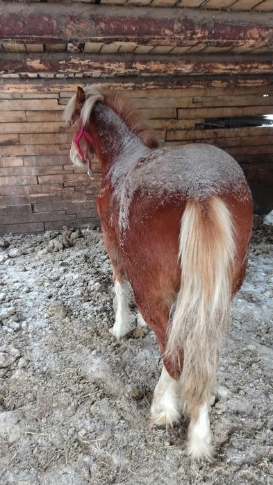 Продам лошадей .