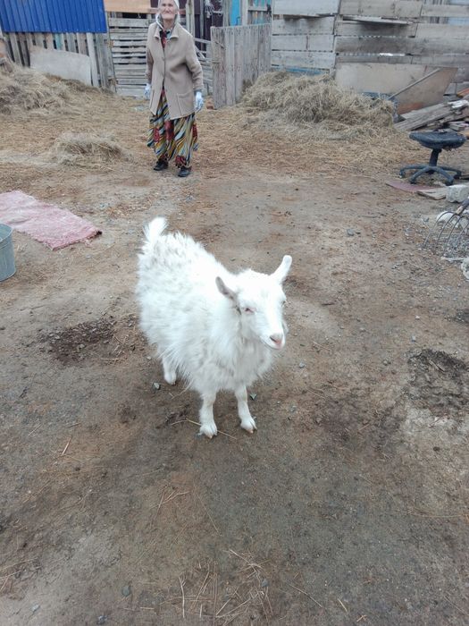 Ешки сатыладыыыы