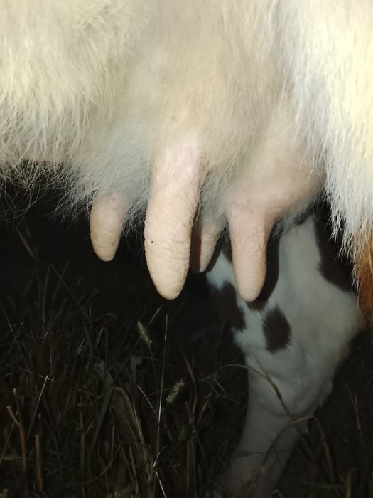 Vând juncă la prima fătare