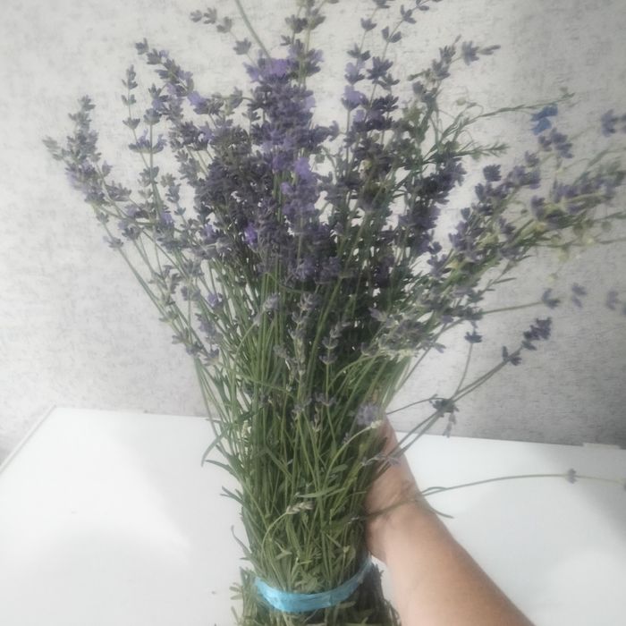 Лаванда садовый многолетник