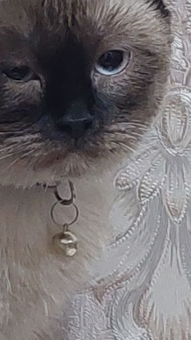 Нам нужен сиамский кот